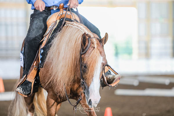 Jetsetn Goodbar CJ in the show pen