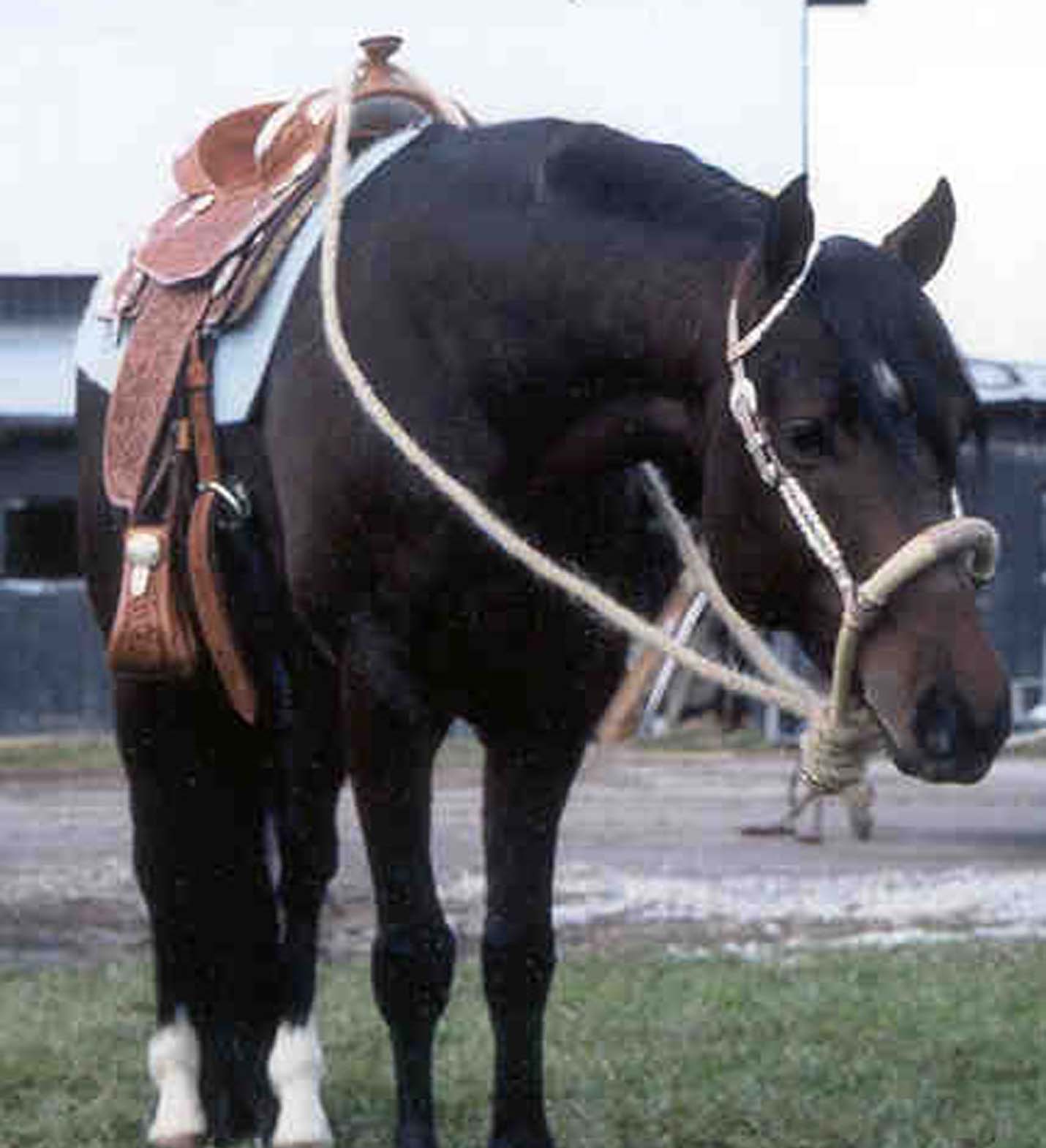 Hesa Hot An Thirsty - AQHA stallion