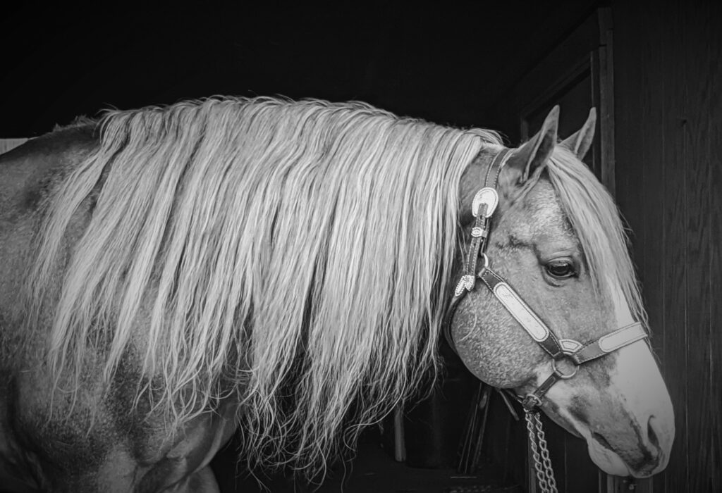 Double J Quarter Horses Home of Reserve World Champion, Jetsetn